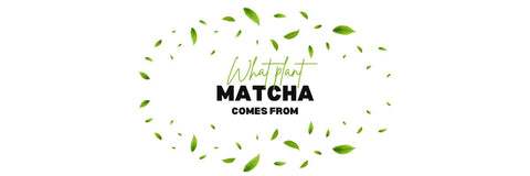 hvilken plante matcha kommer fra
