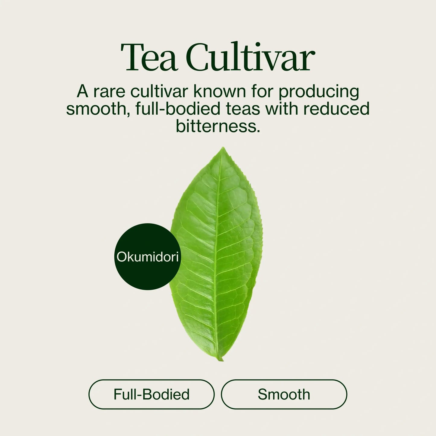 Matcha Kyoto Okumidori Chanoka