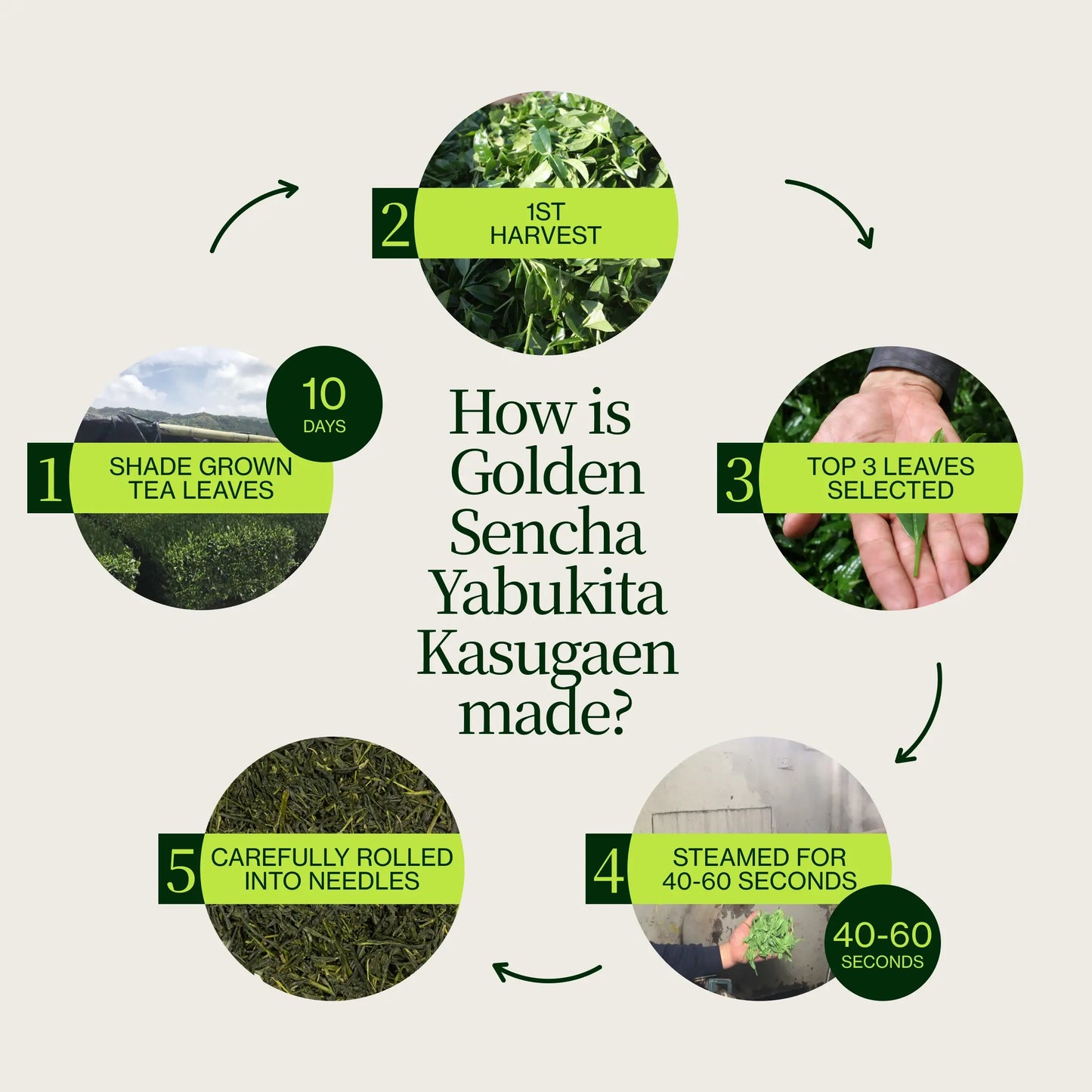 Gylden Sencha Yabukita Kasugaen