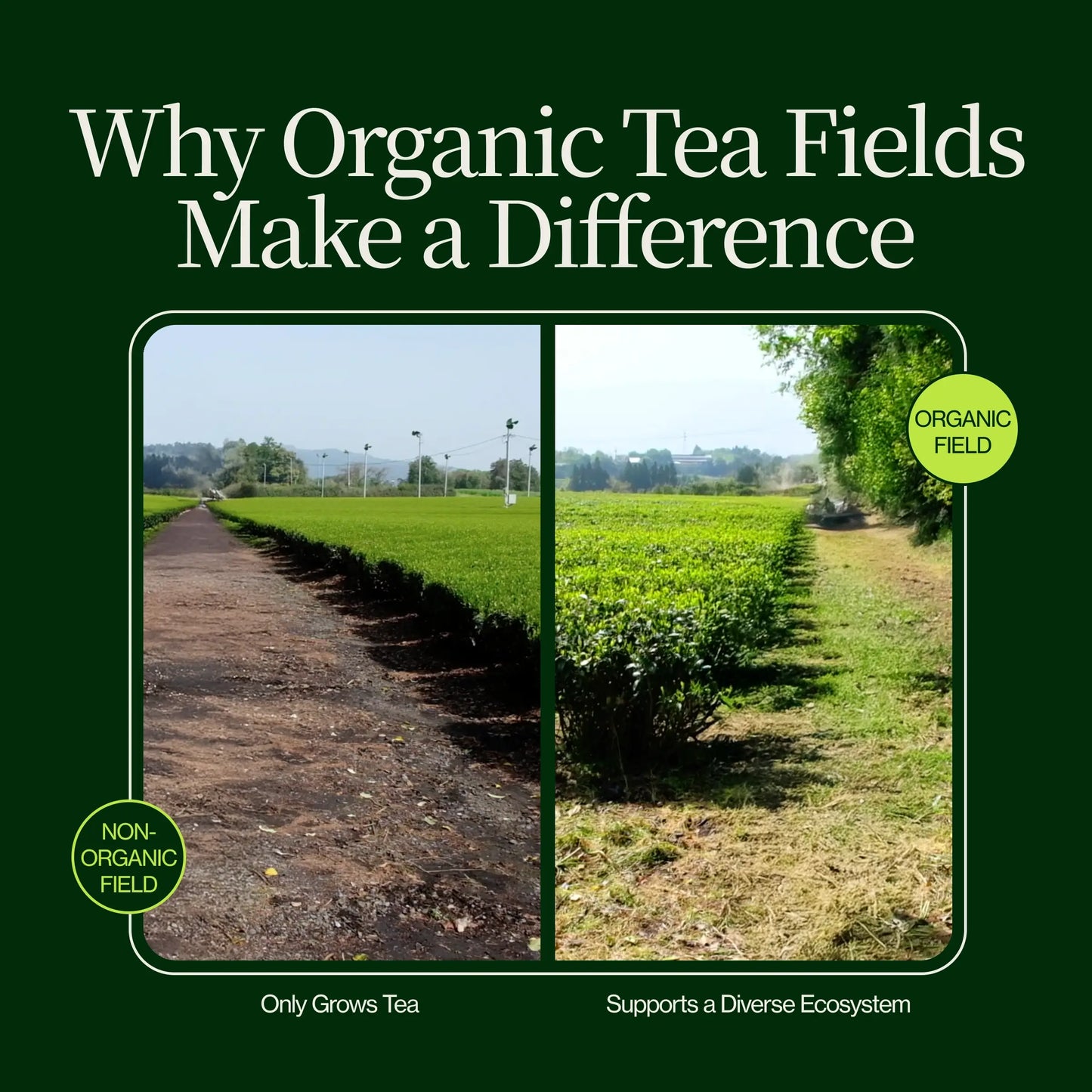 Brændt Hojicha Grøn Te Noike