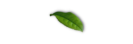 where to buy gyokuro green tea