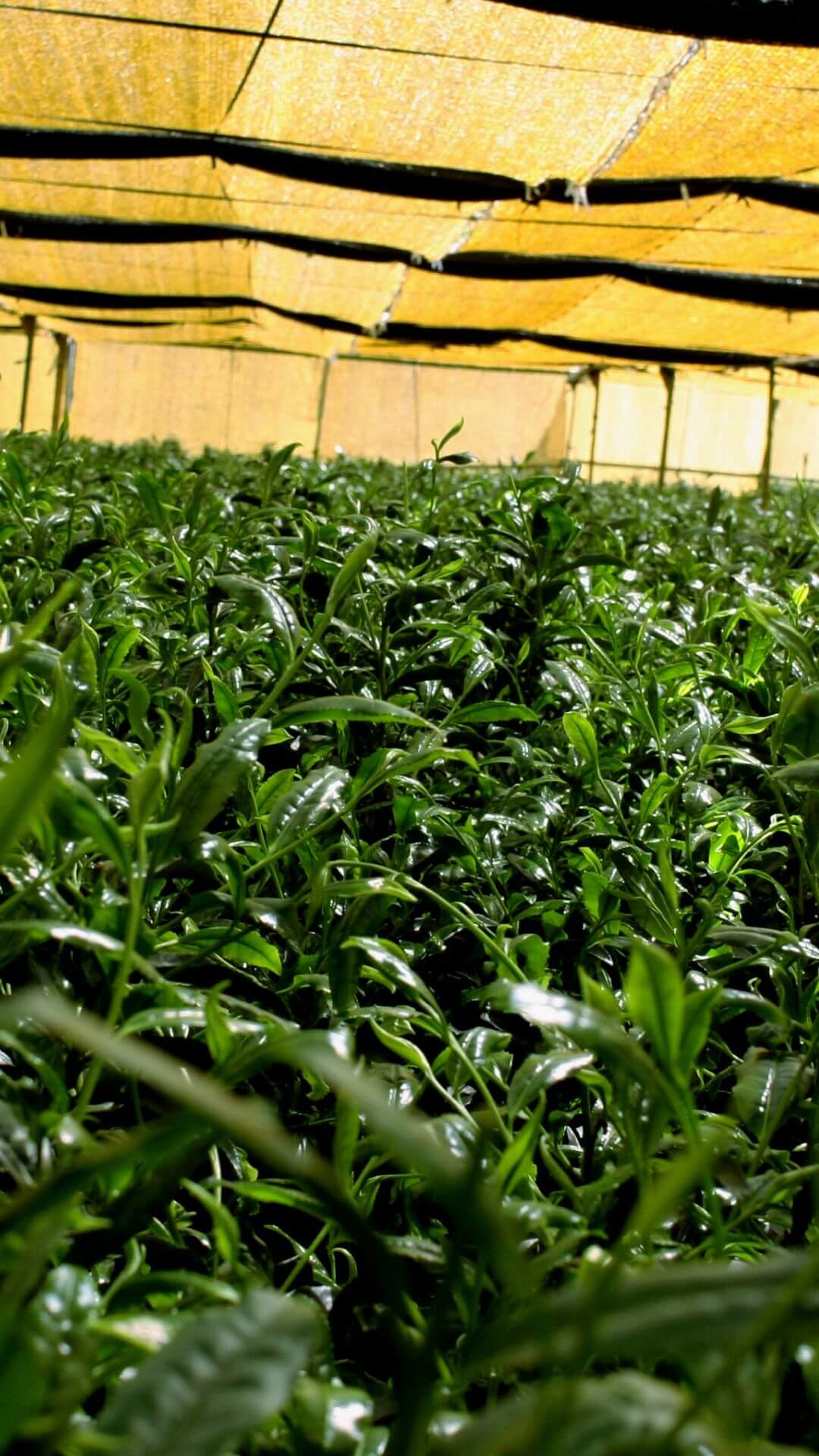 Takada Masahiro farm in japan