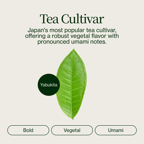 Chanoka Yabukita Matcha