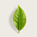 A single vibrant green leaf with detailed veins, centered on a light beige background with a soft shadow.