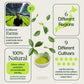 Matcha Sampler 18-Pack