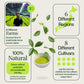 Matcha Tea Sampler 21 Pack with Matcha Whisk and Matcha Bowl