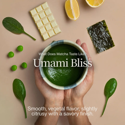 Chanoka Yabukita Matcha